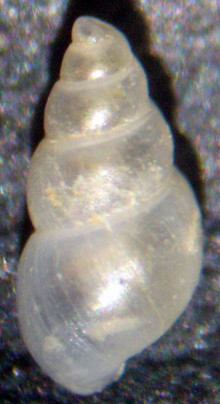 Odostomia sp3 ??